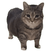 THE CAT